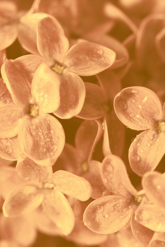 Цветы сирени обои