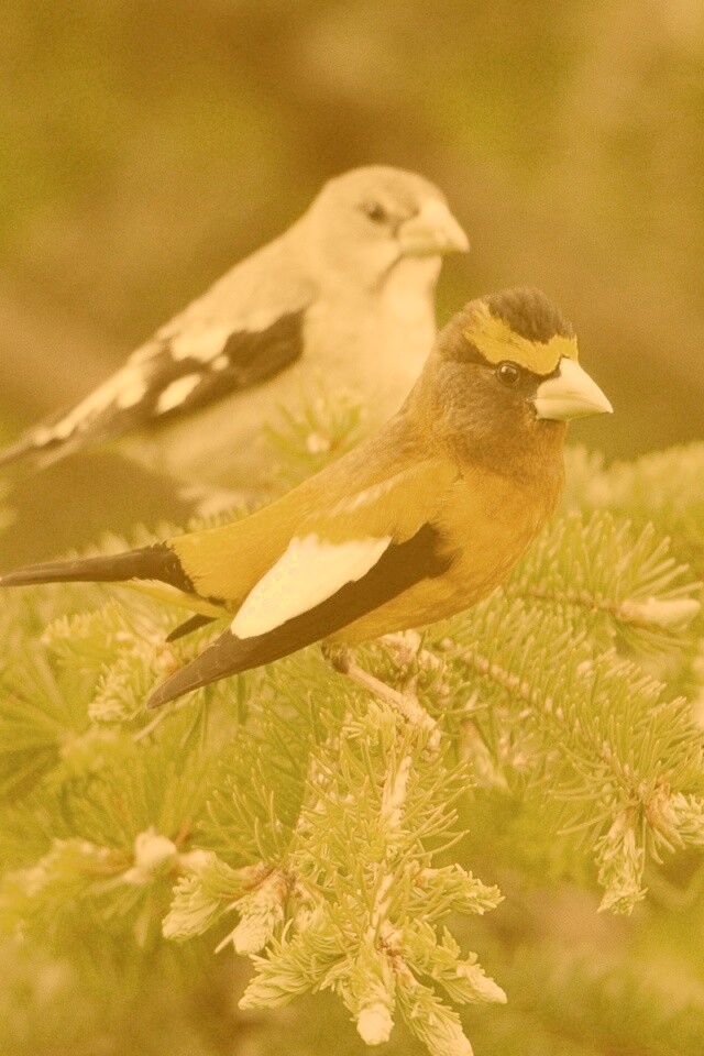 Птички с зелёными клювами обои