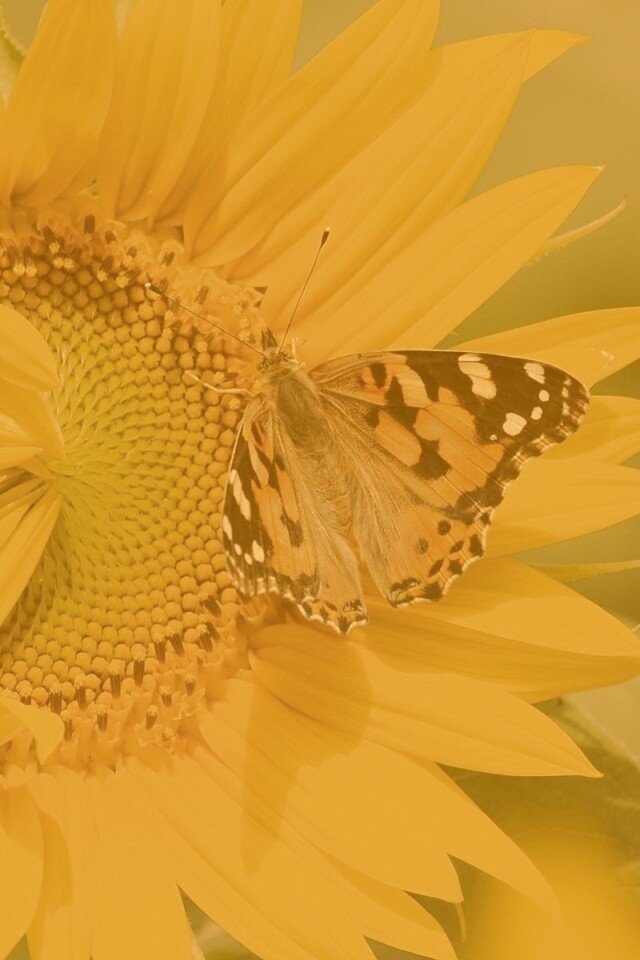 Бабочка на подсолнухе обои