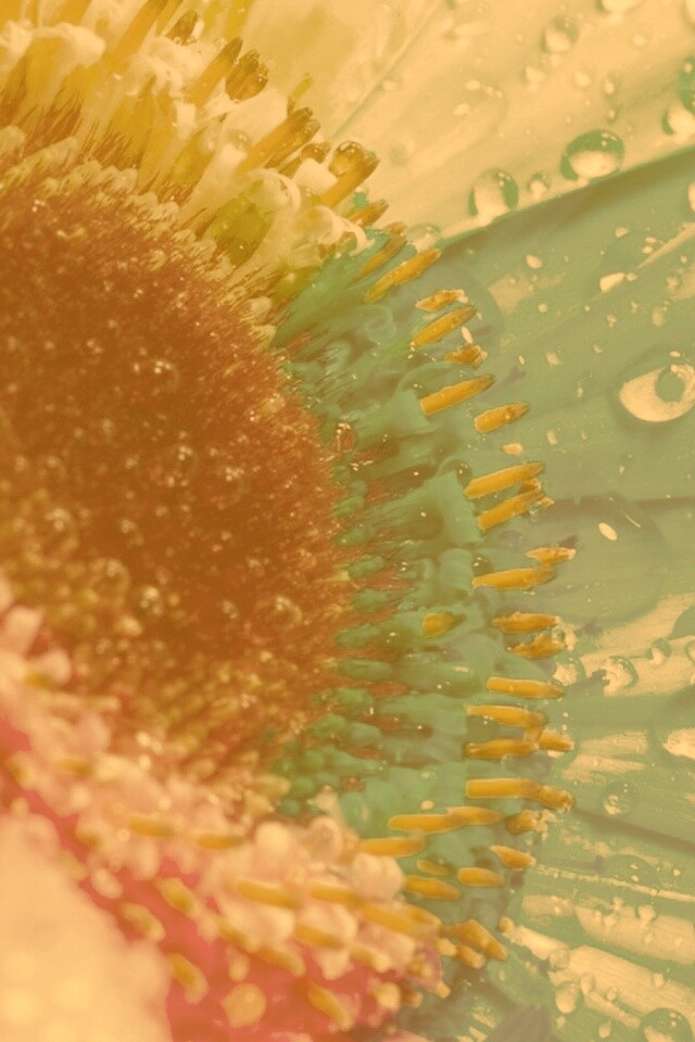 Цветик семицветик обои