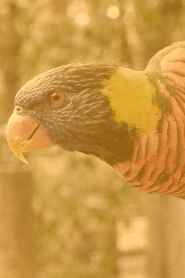 Попугай на канате обои