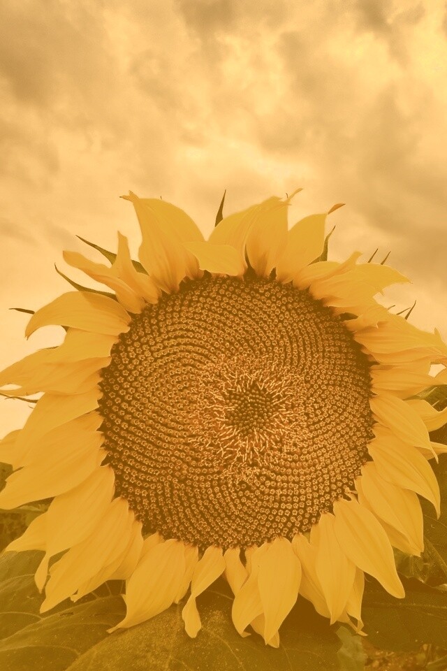 Подсолнухи обои