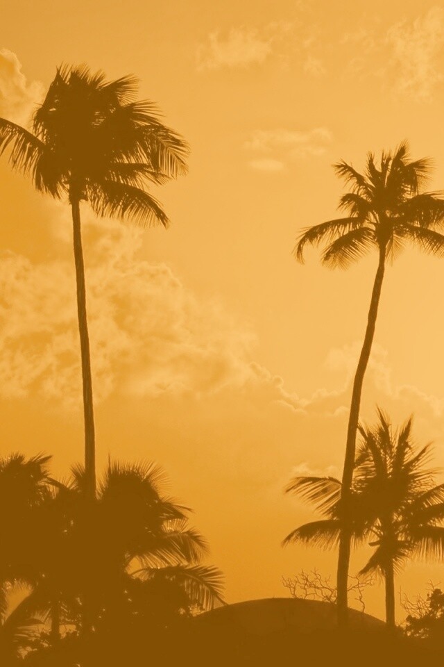Пальмы на закате обои