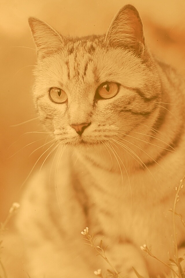 Кот в теплых тонах обои