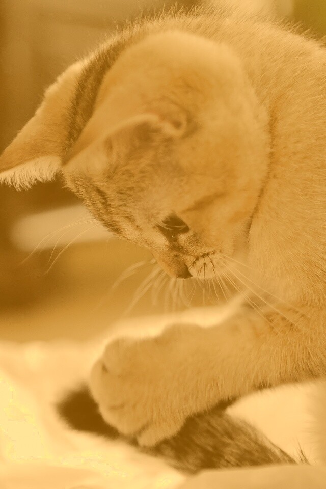 Маленький игруля обои