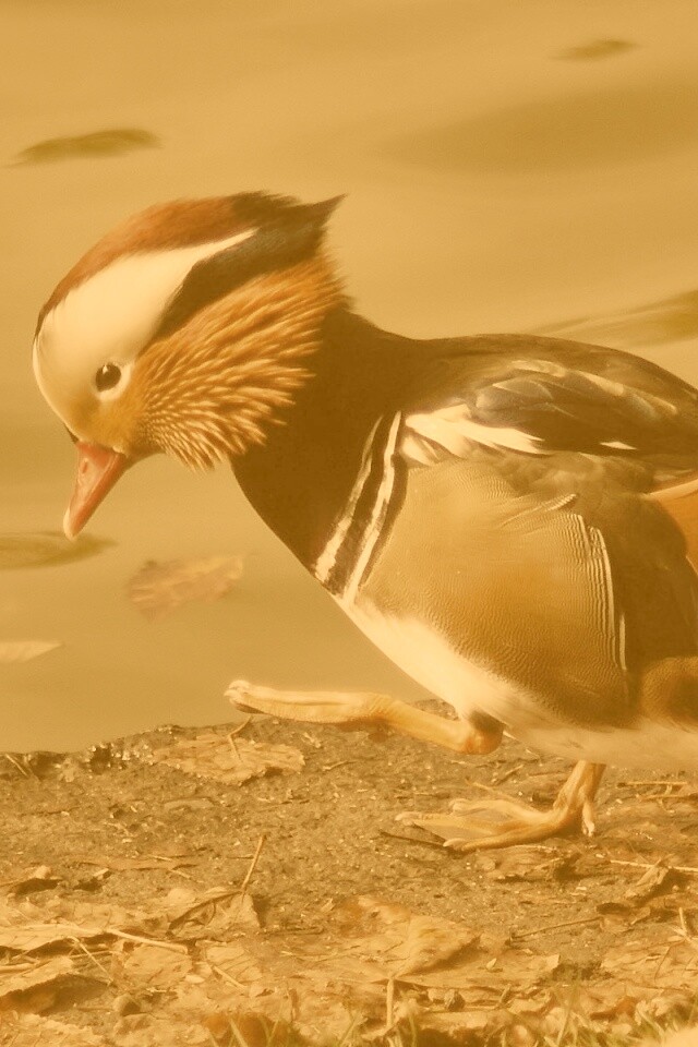 Уточка - мандаринка обои