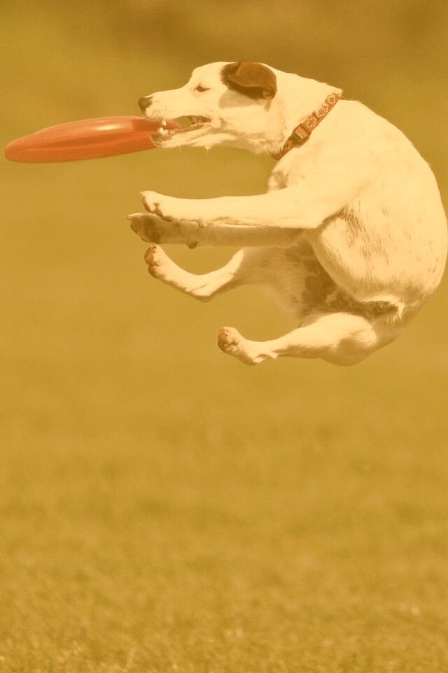 Ловкач обои