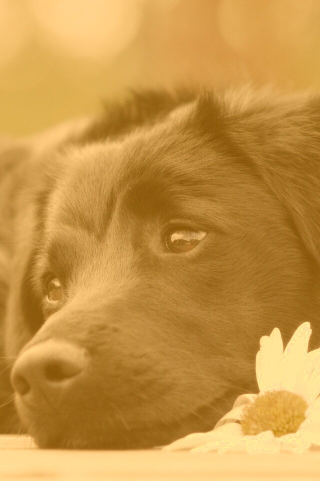 Собака с ромашкой обои