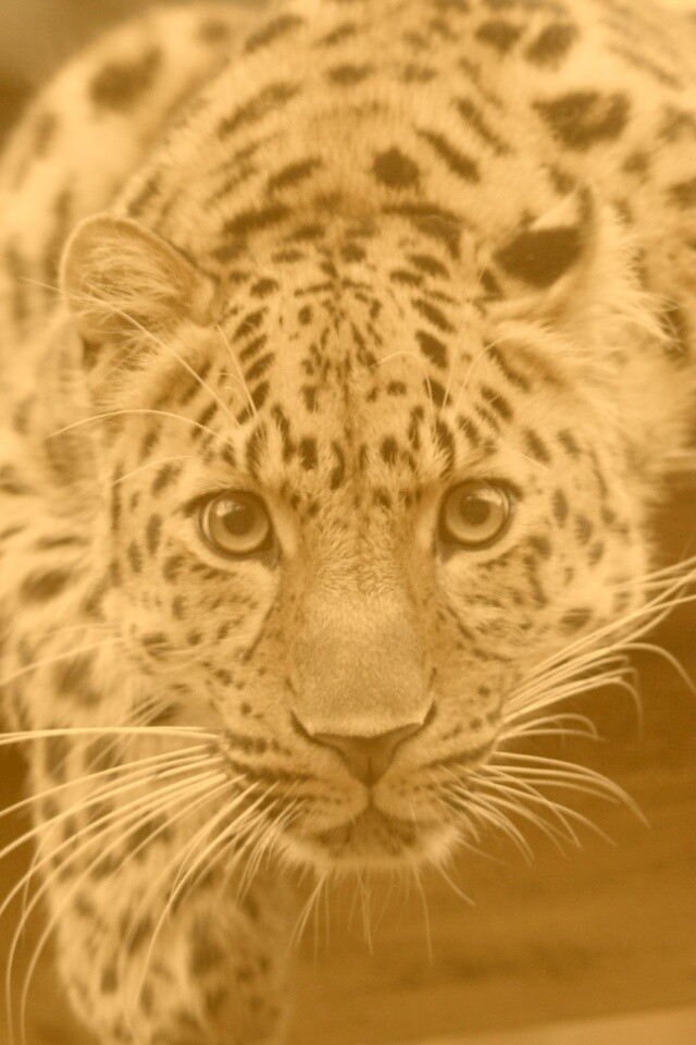 Леопард в зоопарке обои