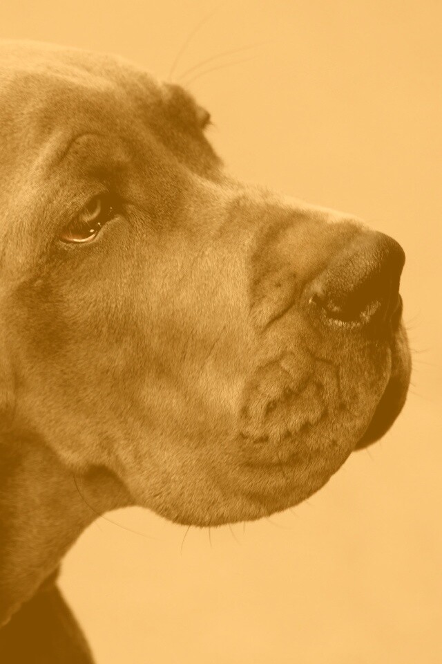 Грустная собака обои