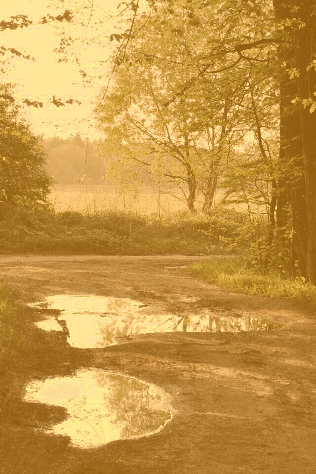 Лесная дорога обои