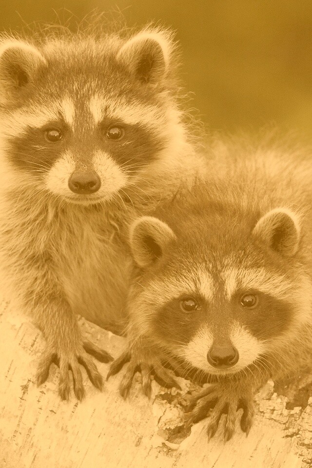 Полосатики обои