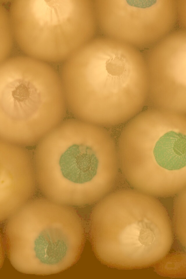 Карандаши обои