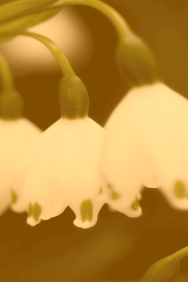 Белые ландыши обои