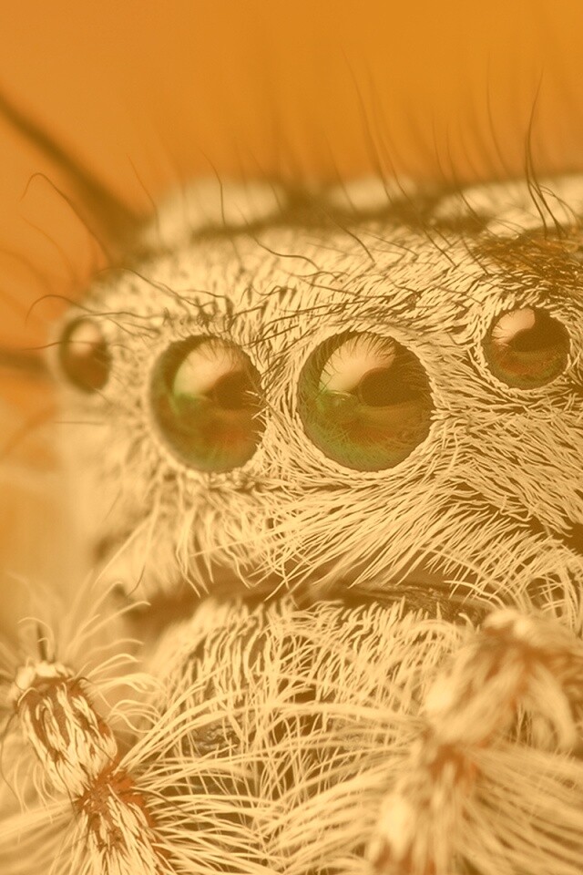 Паук в макро обои