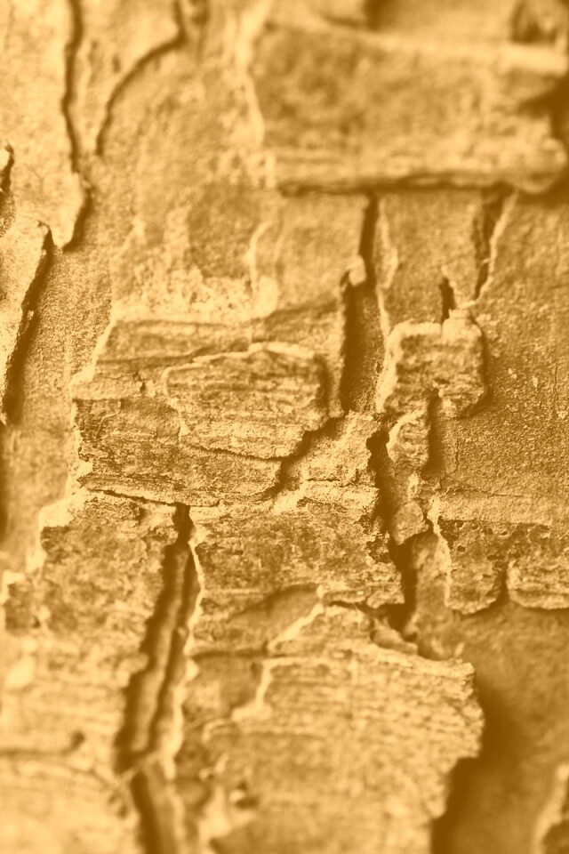 Белая кора обои