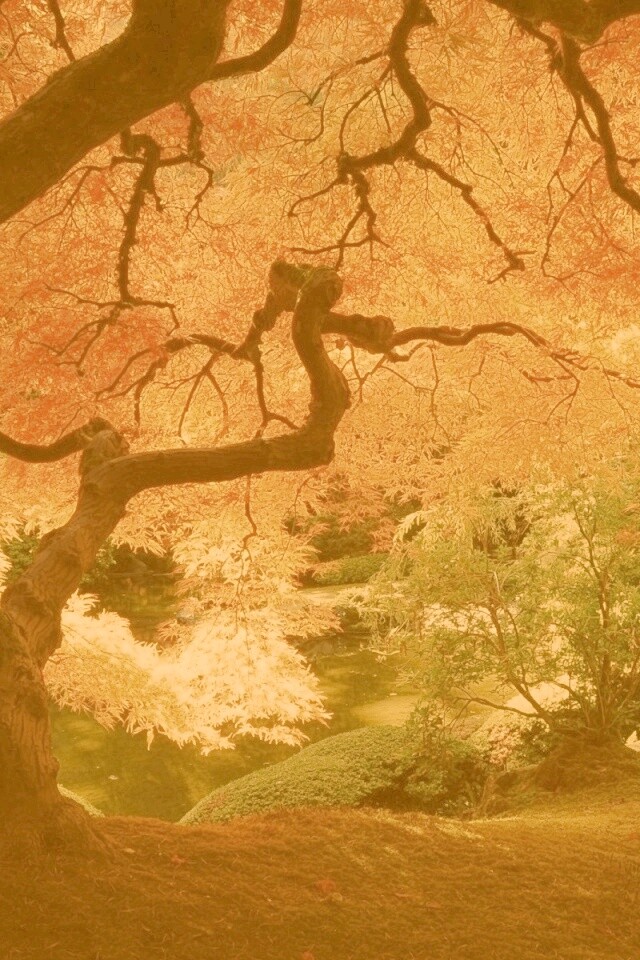 Под оранжевой кроной обои