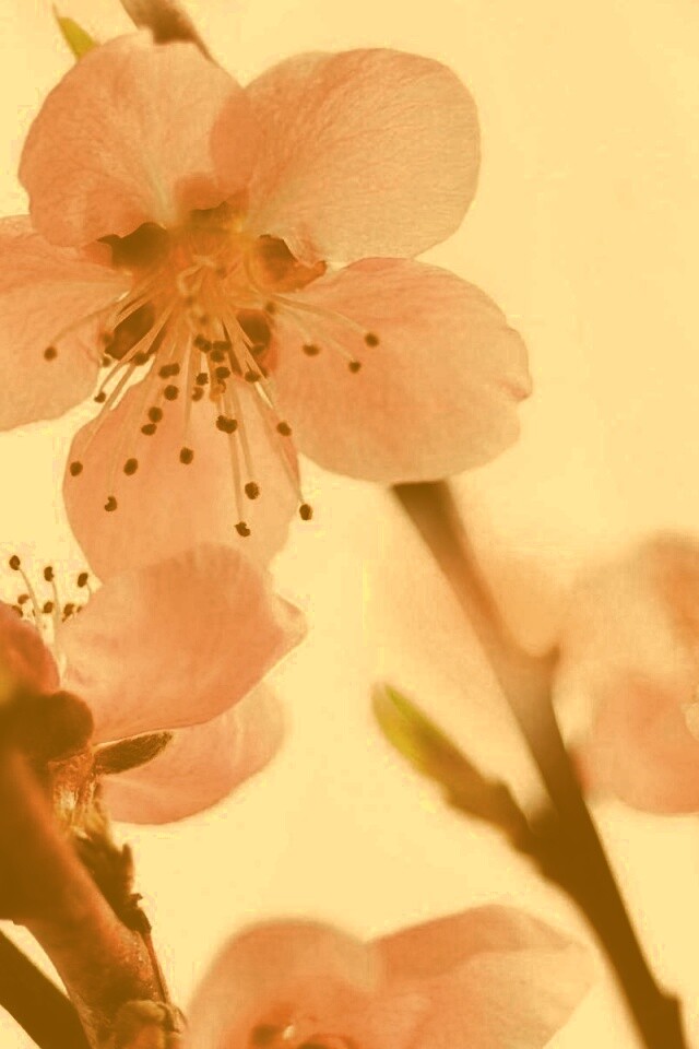 Нежные розовые цветы обои