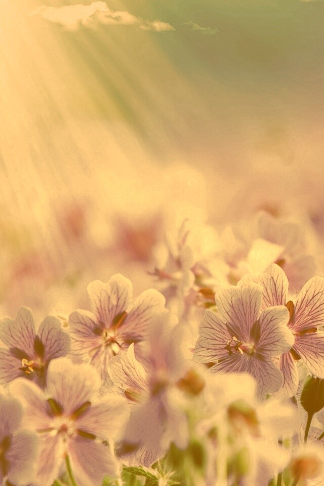 Цветочки обои