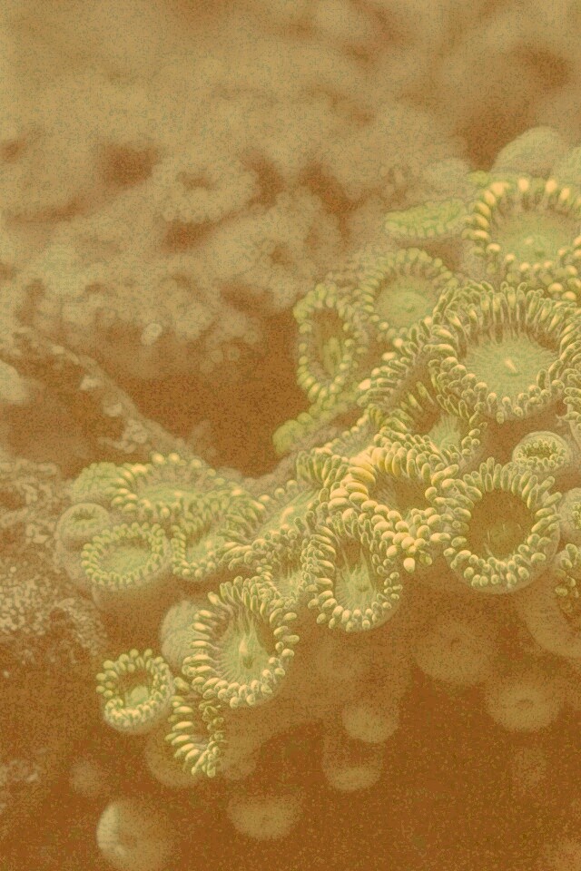 Морское дно обои