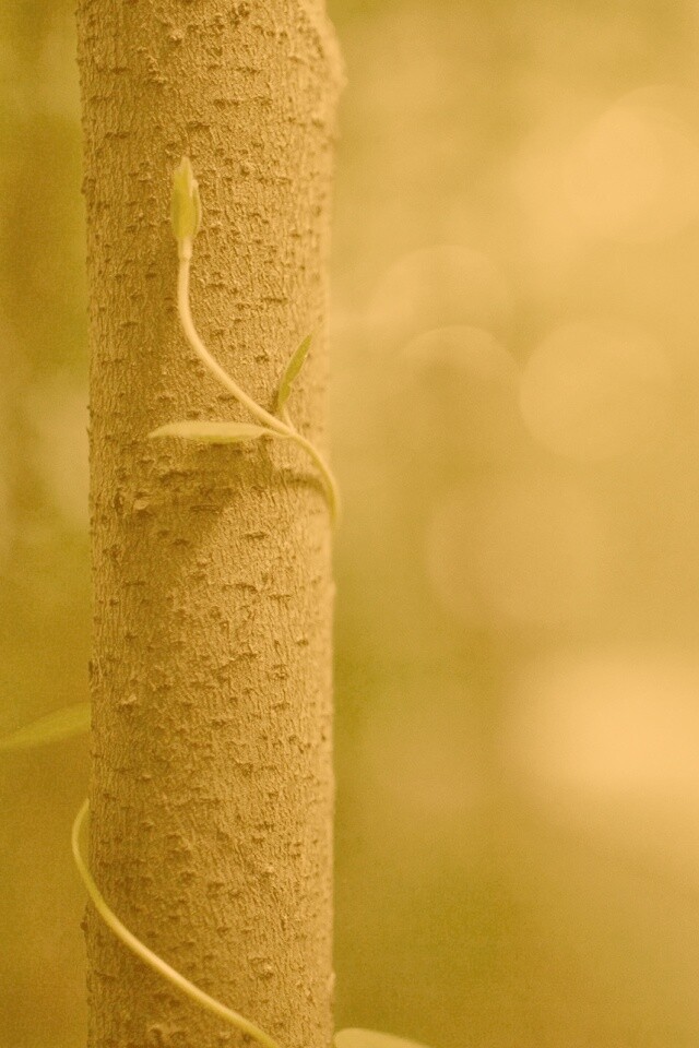 Стебелек на стволе деревца обои