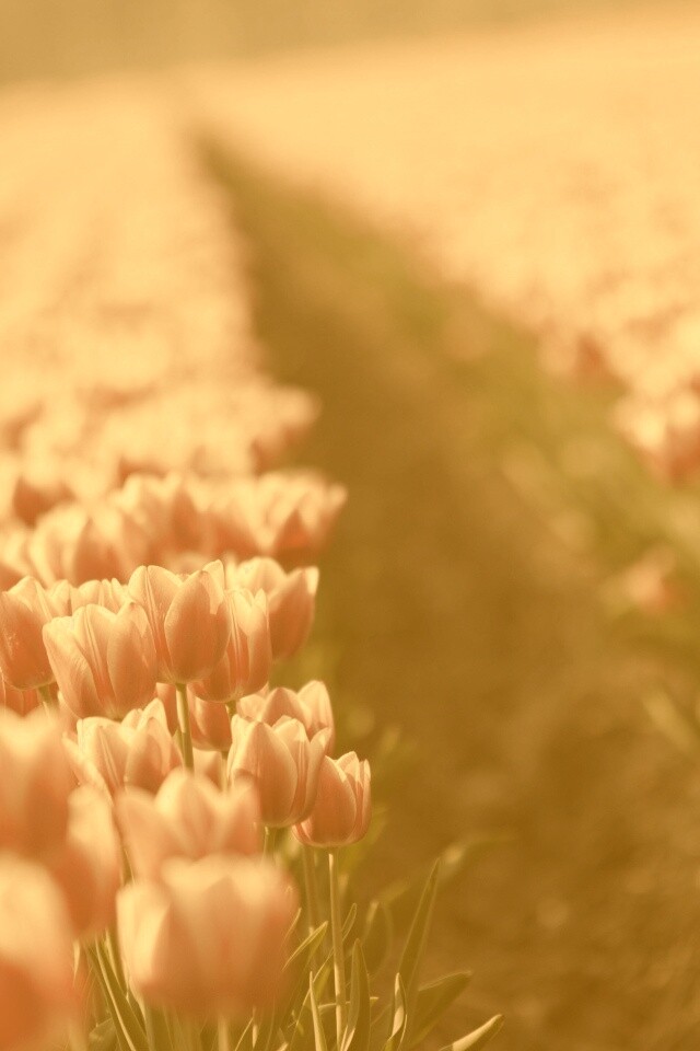 Тропинка в поле розовых тюльпанов обои