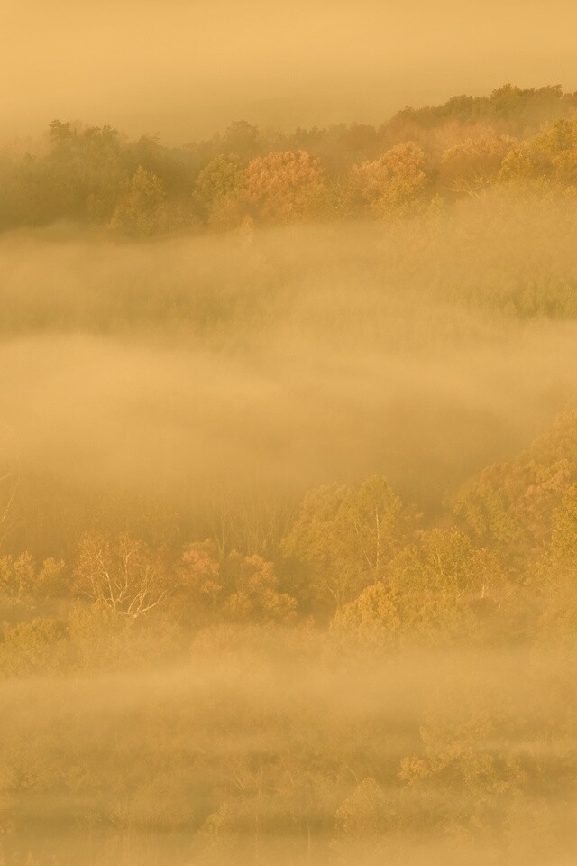 Туманный лес обои