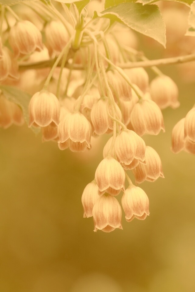 Красные колокольчики обои