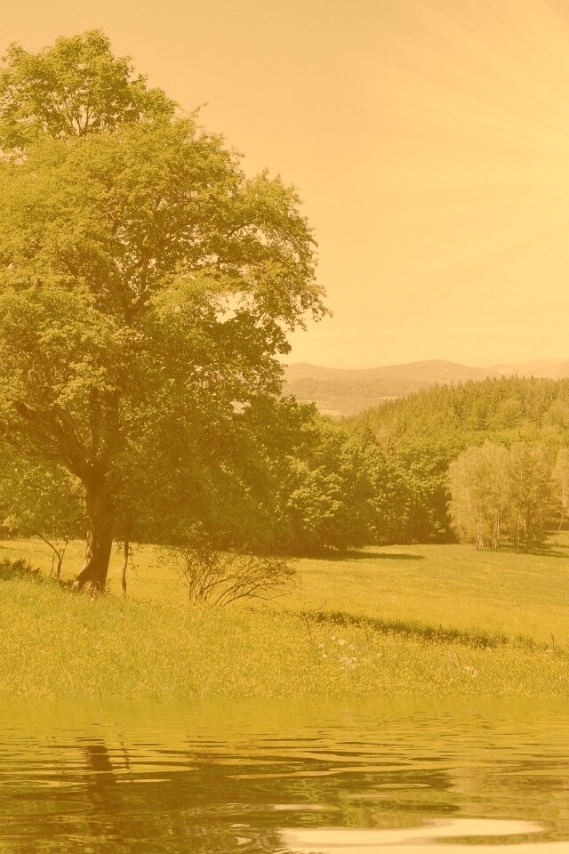 Дерево у воды обои