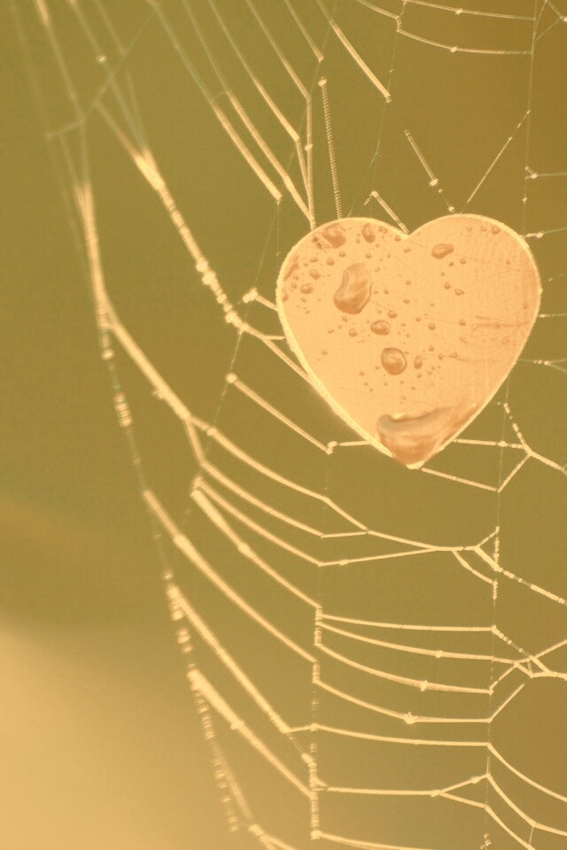 Сердце в паутине обои