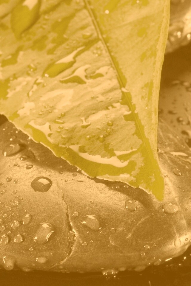 Зеленый лист на черных камнях обои