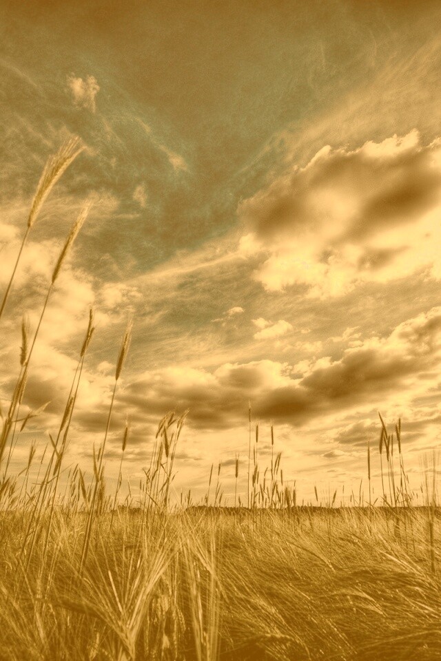 HDR Поле обои