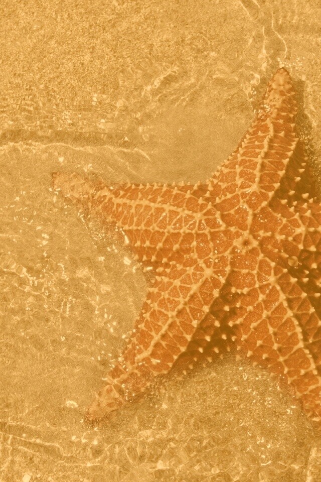 Морская звезда обои