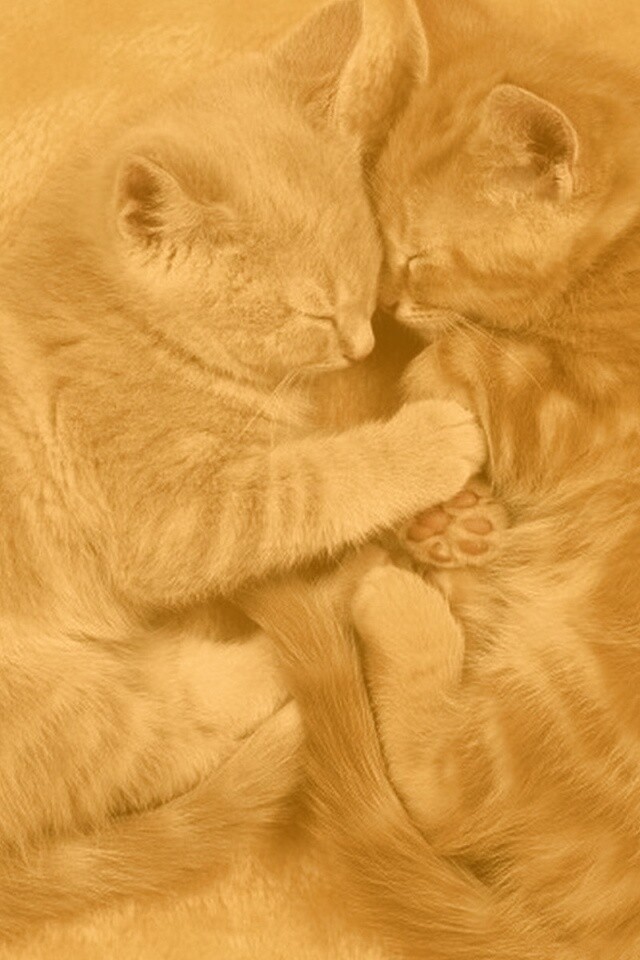 Рыжие котята в обнимку обои