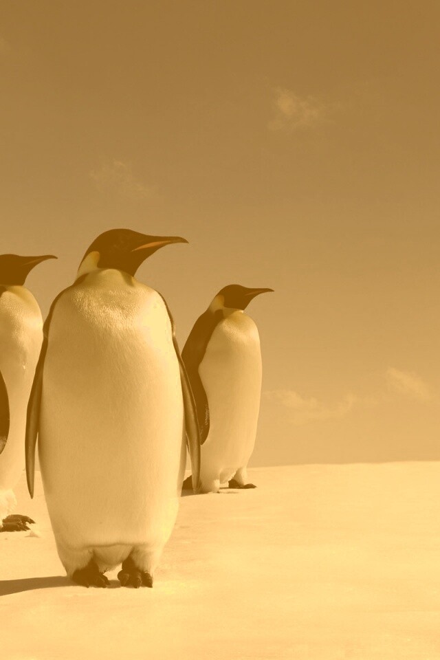 Пингвины обои