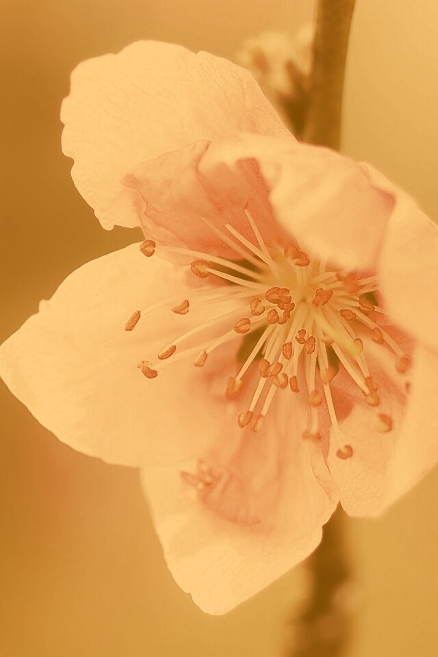 Сама нежность обои