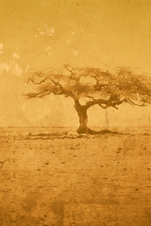 Гранжевое дерево в саванне обои