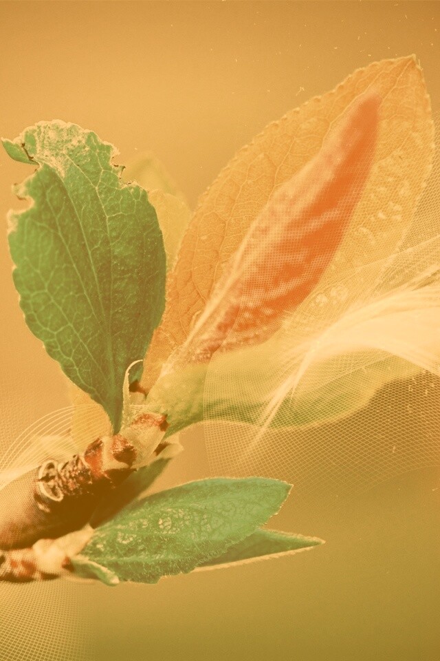 Разноцветные листья обои