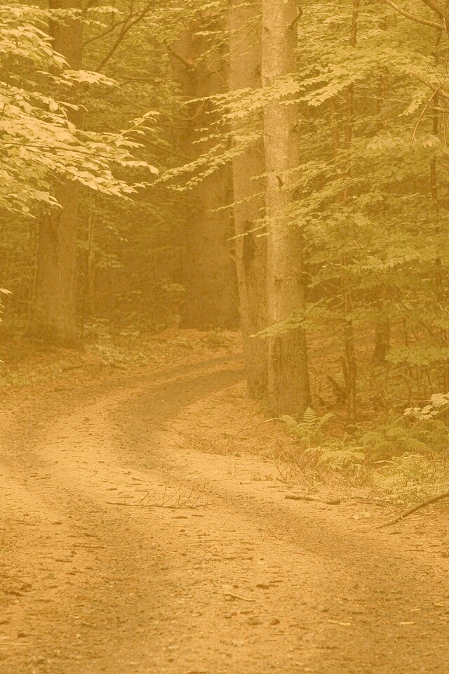 Лесная дорога обои