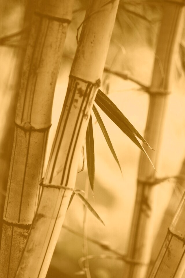 Бамбук обои