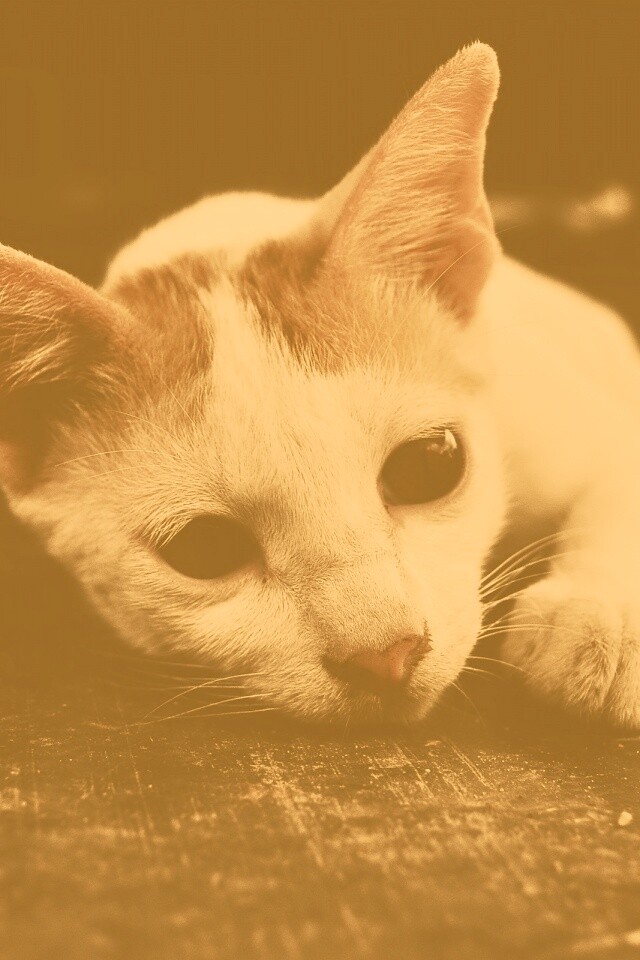 Белый кот на черном полу обои