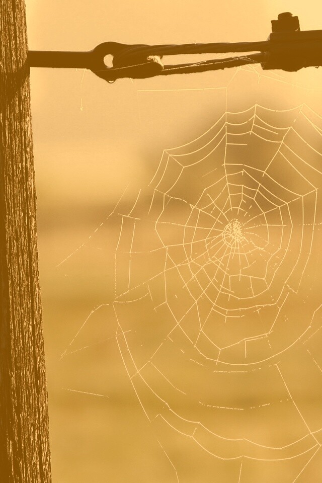 Паутина 51 обои