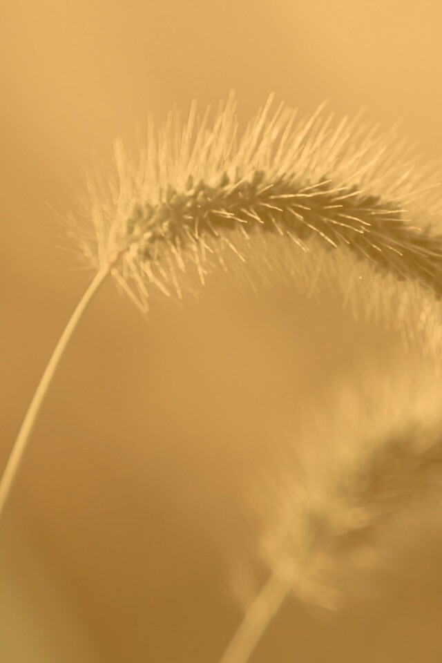 Травинка обои