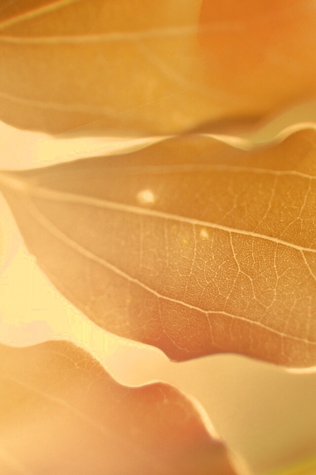 Радужные листья обои