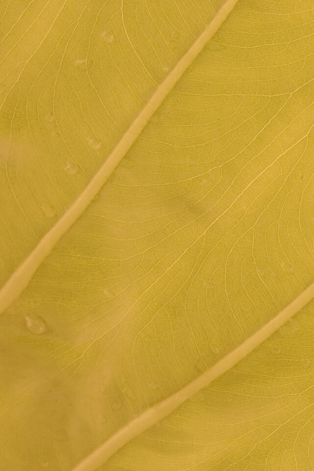 Прожилки на листе обои