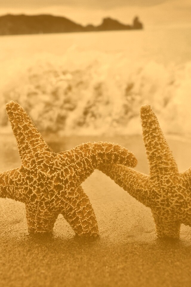 Две морские звезды обои