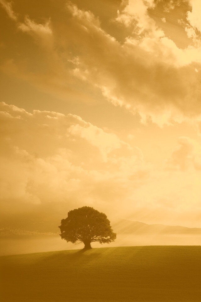 Холм и дерево обои