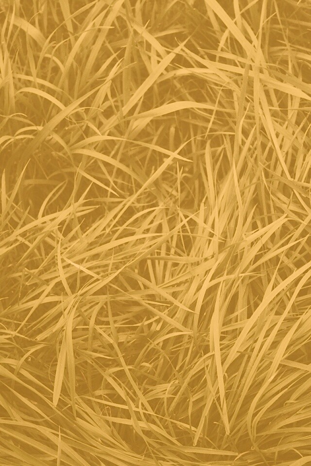 Блеклая трава обои