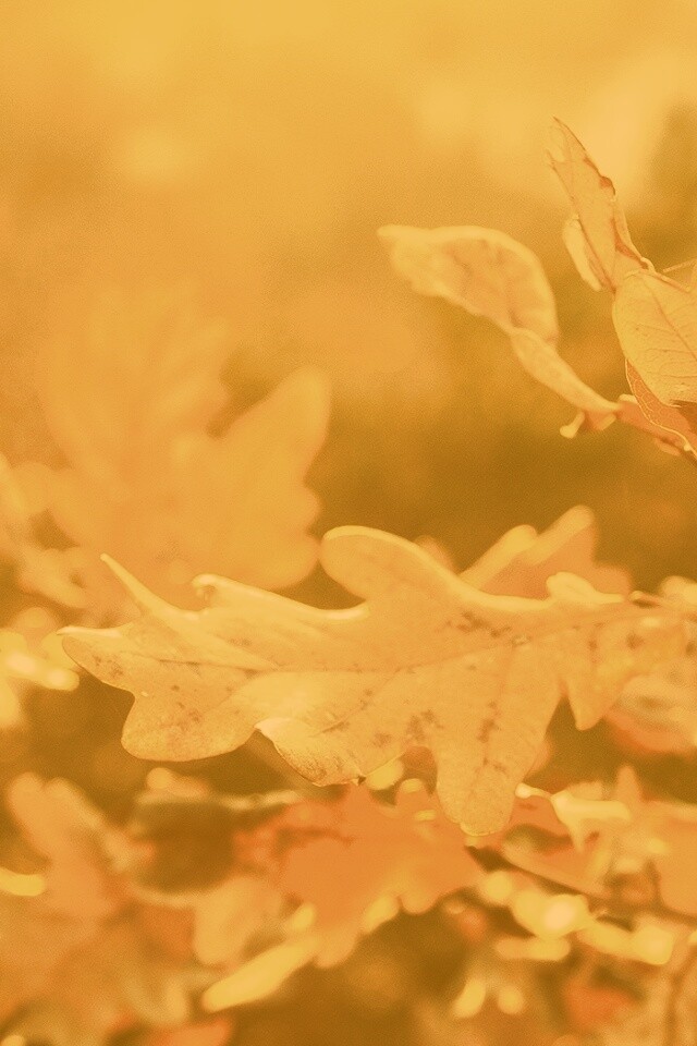 Дубовые листья обои