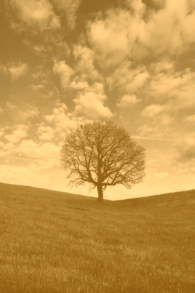 Холм одинокого дуба обои